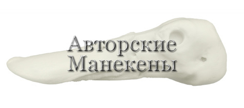Голова широконоска (самка)